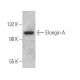Elongin A Antibody (F-11) - Western Blotting - Image 366053