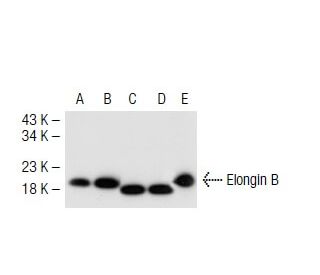 Elongin B Antibody (D-5) - Western Blotting - Image 42734 