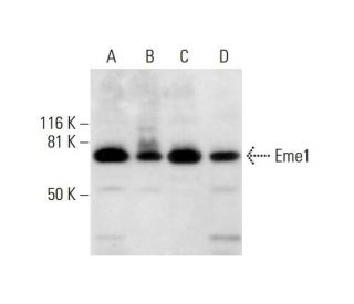 Eme1 Antibody (E-6) - Western Blotting - Image 291838