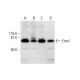 Eme1 Antibody (E-6) - Western Blotting - Image 291838