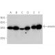 emerin Antibody (A-5) - Western Blotting - Image 349092