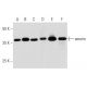 emerin Antibody (A-5) - Western Blotting - Image 356973 