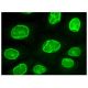 emerin Antibody (F-11) - Immunofluorescence - Image 302497