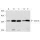 emerin Antibody (F-11) - Western Blotting - Image 303511 