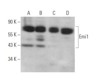 Emi1 Antibody (B-3) - Western Blotting - Image 372570 