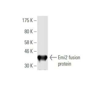 Emi2 Antibody (4B6) - Western Blotting - Image 350361