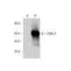 EMID1 Antibody (D-12) - Western Blotting - Image 349104