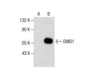 EMID1 Antibody (G-12) - Western Blotting - Image 287601