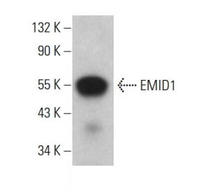 EMID1 Antibody (G-5) - Western Blotting - Image 376265 