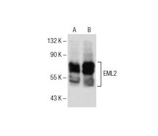 EML2 Antibody (F-3) - Western Blotting - Image 153901 