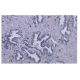 EML4 Antibody (H.21) - Immunohistochemistry - Image 53950