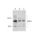 EML4 Antibody (H.21) - Western Blotting - Image 333869 