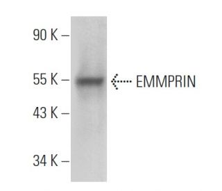 EMMPRIN/CD147 Antibody (A-12) - Western Blotting - Image 361004