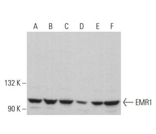 EMR1 Antibody (D-11) - Western Blotting - Image 376786 