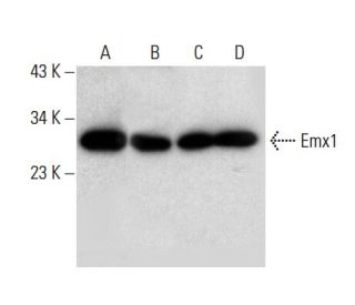 Emx1 Antibody (G-6) - Western Blotting - Image 301370 