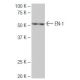 EN1/Engrailed 1 Antibody (3-RY3) - Western Blotting - Image 64926