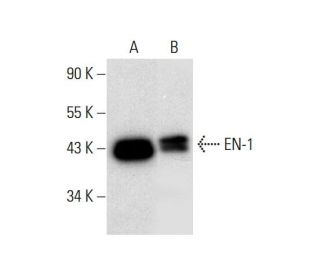 EN1/Engrailed 1 Antibody (E-12) - Western Blotting - Image 305740
