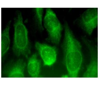 ENA-78 Antibody (D-6) - Immunofluorescence - Image 282752 