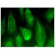 ENA-78 Antibody (D-6) - Immunofluorescence - Image 282752 