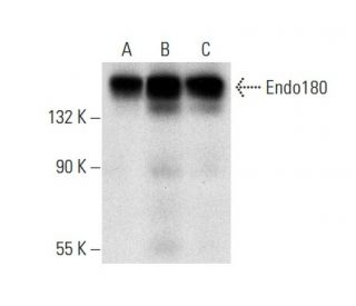 Endo180 Antibody (B-10) - Western Blotting - Image 303407 