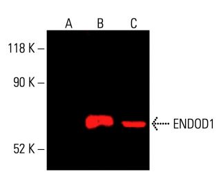 ENDOD1 Antibody (G-1) - Western Blotting - Image 415802 