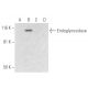 Endoglycosidase [EndoS] Antibody (B-8) - Western Blotting - Image 300503