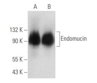 Endomucin Antibody (V.1A7) - Western Blotting - Image 357425 