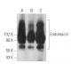 Endomucin Antibody (V.1A7) - Western Blotting - Image 357421 