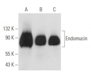 Endomucin Antibody (V.5C7) - Western Blotting - Image 357424 