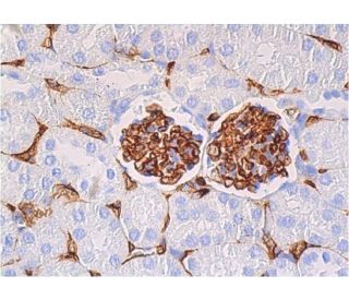 Endomucin Antibody (V.7C7) - Immunohistochemistry - Image 361442 