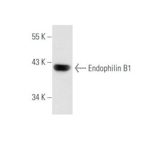 Endophilin B1 Antibody (30A882) - Western Blotting - Image 59249 