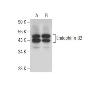 Endophilin B2 Antibody (C-10) - Western Blotting - Image 300117 