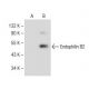 Endophilin B2 Antibody (F-11) - Western Blotting - Image 149470