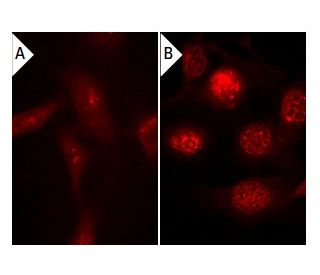 Endothall: sc-201325. Immunofluorescence staining of methanol-fixed lambda protein phosphatase (sc-200312A) treated (A,B) 