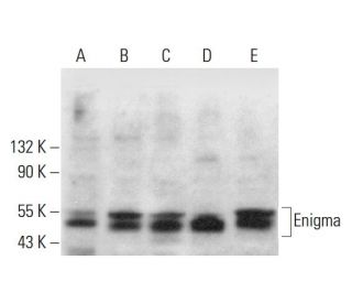 Enigma Antibody (D-10) - Western Blotting - Image 379916 