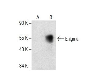 Enigma Antibody (H-7) - Western Blotting - Image 287806