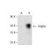 Enigma Antibody (H-7) - Western Blotting - Image 287806