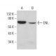 ENL Antibody (D-6) - Western Blotting - Image 383736 