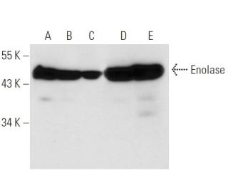 Enolase Antibody (5A4) - Western Blotting - Image 13624 