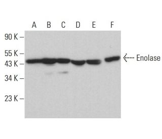 Enolase Antibody (A-5) - Western Blotting - Image 380472 