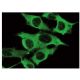 Enolase Antibody (B-8) - Immunofluorescence - Image 142786 