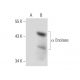 Enolase Antibody (B-8) - Western Blotting - Image 136999