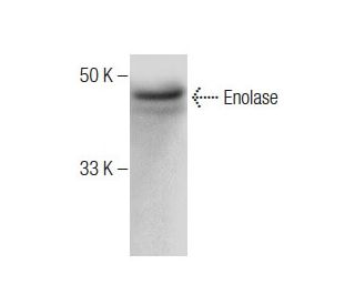Enolase Antibody (B-8) - Western Blotting - Image 283533 