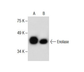 Enolase Antibody (D-8) - Western Blotting - Image 287576 