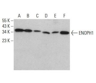 ENOPH1 Antibody (H-10) - Western Blotting - Image 376471SAM Transcription Activation: SAM system utilizing dCas9-VP64, MS2-P65-HSF1, and sgRNA for precise gene transcription activation.