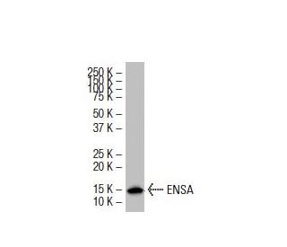 ENSA Antibody (L7Q) - Western Blotting - Image 33533Each CRISPR/Cas9 Knockout (KO) Plasmid product consists of a pool of 3 plasmids designed to ensure identification and cleavage of a specific gene for maximum knockout efficiency. Each plasmid encodes a unique 20 nt sequence derived from the GeCKO (v2) library.