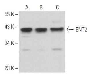 ENT2 Antibody (A-8) - Western Blotting - Image 357208 