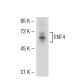 ENT4 Antibody (SA-18) - Western Blotting - Image 51758