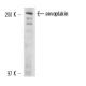 envoplakin Antibody (CRENV-1) - Western Blotting - Image 13620