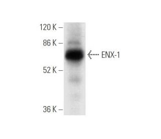 ENX-1 Antibody (C-1) - Western Blotting - Image 304337 